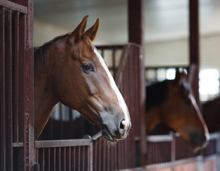 Diversification at Eastman Farm Consulting